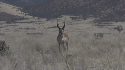 Pronghorn Antelope Buck Stock-Footage 37234552