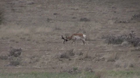 Pronghorn Antelope Buck Vídeos de archivo 37256596