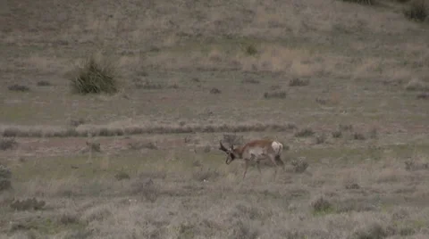 Pronghorn Antelope Buck 스톡 동영상 37258363