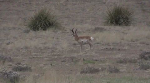 Pronghorn Antelope Buck Vídeos de archivo 37258388