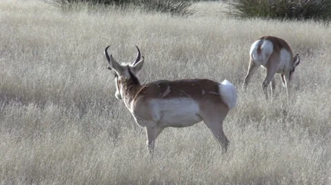 Pronghorn Antelope Bucks Stock-Footage 46181667