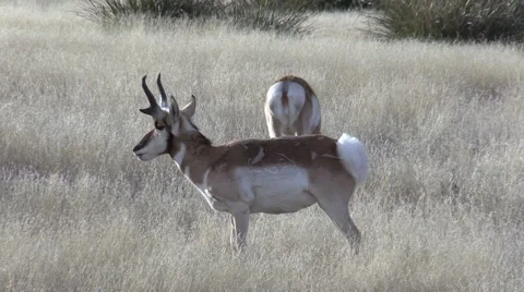 Pronghorn Antelope Bucks Vídeos de archivo 46181736