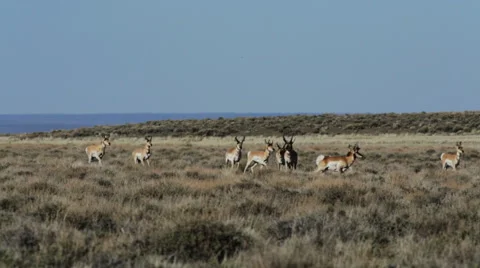 PRONGHORN ANTELOPE IN DESERT RUN THROUGH SAGE BRUSH Stock Footage 53342277