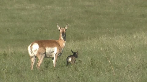 Pronghorn Antelope Doe and Cute Fawn Newborn Baby Great Plains Grasslands Summer Stock Footage
