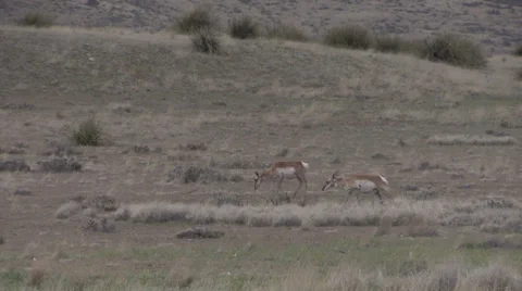 Pronghorn Antelope Does Vídeos de archivo 37256899