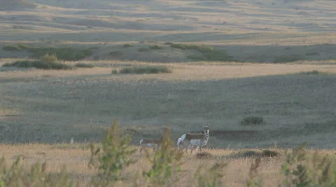 PRONGHORN ANTELOPE DOES LOOK AT CAMERA WHILE HERD WALKS BEHIND Stock Footage 59066552