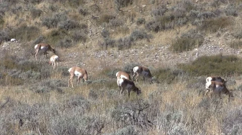 Pronghorn Antelope Does on the Prairie Stock-Footage 68680968
