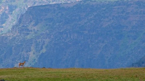 Pronghorn antelope on edge of cliff 2 Summit Steens Mountain Near Malhuer Stock-Footage 81846528