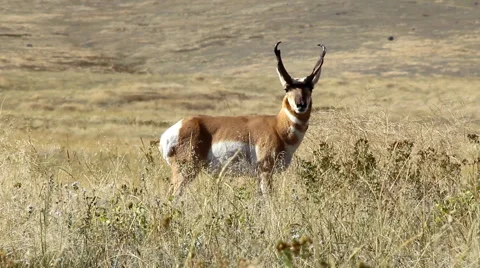 Pronghorn Antelope Stock Footage 1078561