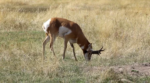 Pronghorn Antelope Vidéo 1080393