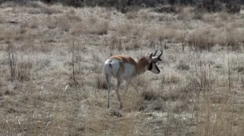 Pronghorn Antelope Stock Footage 21436021