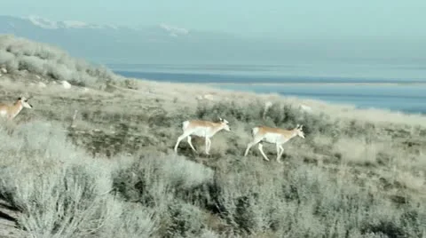 Pronghorn Antelope Stock Footage 21513983