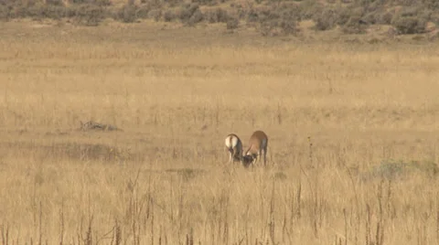Pronghorn Antelope Stock Footage 30654587