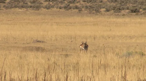 Pronghorn Antelope Stock Footage 30654737