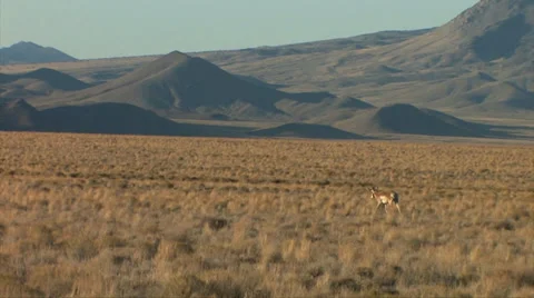 Pronghorn antelope 스톡 동영상 37597555