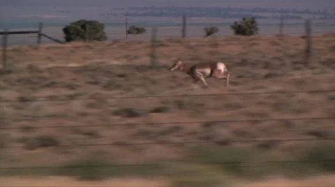 Pronghorn Antelope 스톡 동영상 37597560