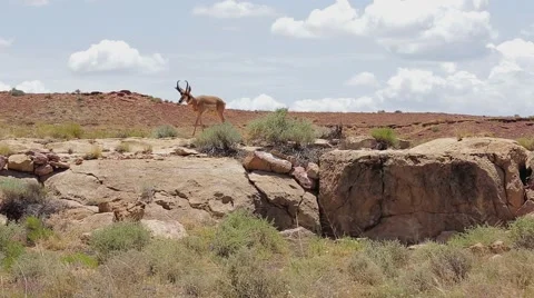 Pronghorn Antelope Stock Footage 40521286