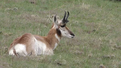  Pronghorn Antelope Stock Footage 172170516