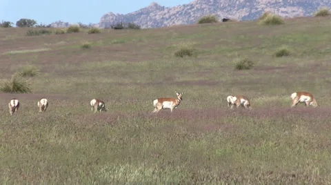 Pronghorn Antelope Grazing Stockbeeldmateriaal 42194672