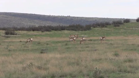 Pronghorn Antelope Herd Grazing Vídeos de archivo 40751900