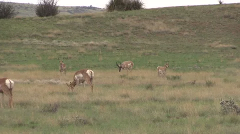 Pronghorn Antelope Herd in Rut Vídeos de archivo 40751903