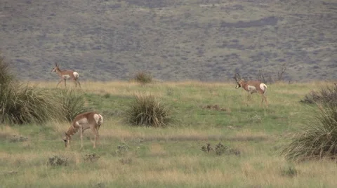 Pronghorn Antelope Herd in Rut Vídeos de archivo 40752068