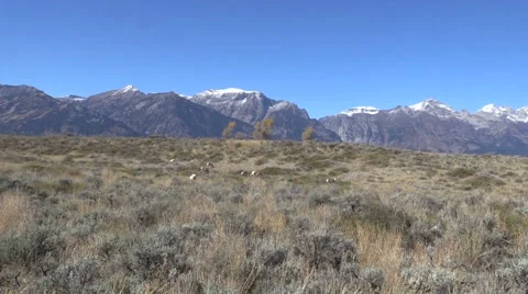 Pronghorn Antelope Herd in Rut on the Prairie Vídeos de archivo 68680853