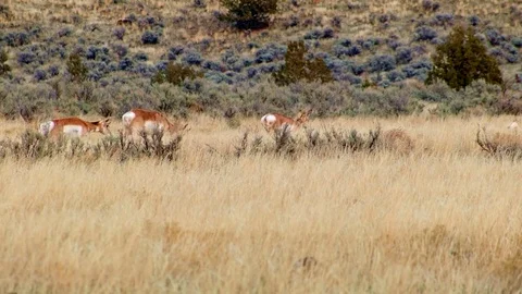 Pronghorn antelope herd winter migration 1 Painted Hills Oregon 39 Stock Footage 81845805
