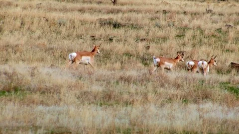Pronghorn antelope herd winter migration 2 Painted Hills Oregon 40 Stock Footage 81845841