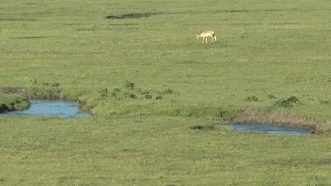 Pronghorn Antelope In Lamar Valley Video stock 312695828
