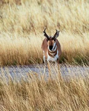 Pronghorn Antelope looking at the camera Stock Photos