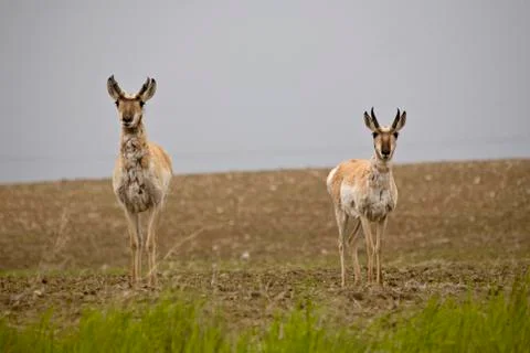Pronghorn Antelope Stock Photos