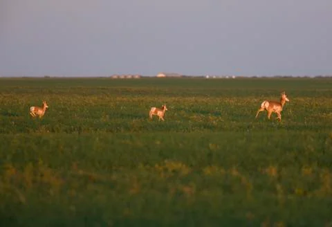 Pronghorn Antelope Stock Photos