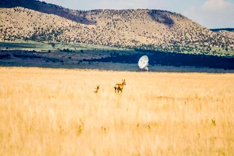 Pronghorn Antelope Stock Photos