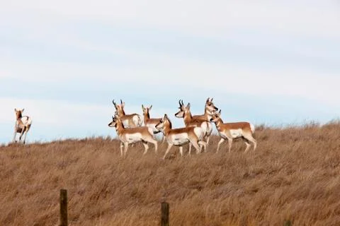 Pronghorn Antelope Stock Photos