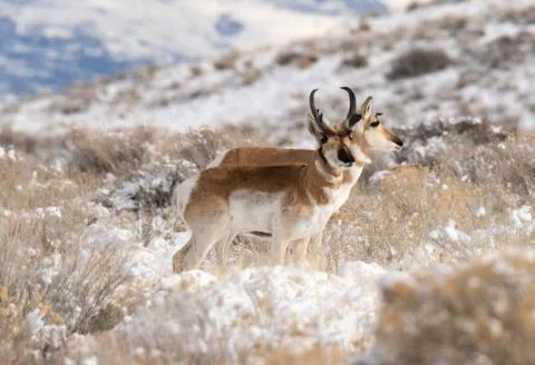 Pronghorn Antelope Stock Photos