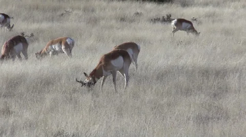 Pronghorn Antelope on the Prairie Stock-Footage 46181540