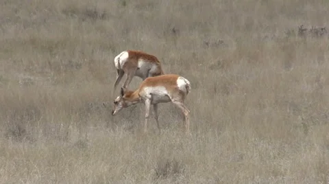 Pronghorn Antelope on the Prairie Stock-Footage 49985457