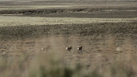 PRONGHORN ANTELOPE RUN INTO DISTANCE Stock Footage 53343880