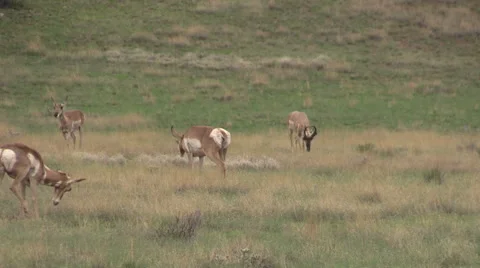 Pronghorn Antelope in Rut Vídeos de archivo 40751918