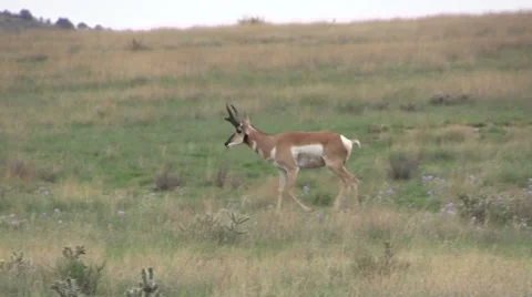 Pronghorn Antelope in Rut Vídeos de archivo 40751985