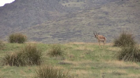 Pronghorn Antelope in Rut Vídeos de archivo 40752104