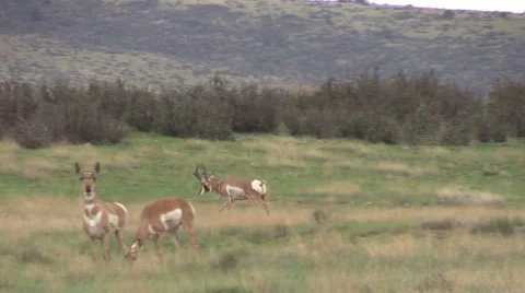 Pronghorn Antelope in Rut Vídeos de archivo 40758210