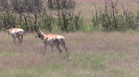 Pronghorn Antelope in Rut Stock-Footage 41339836