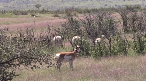 Pronghorn Antelope in Rut Vídeos de archivo 41339855