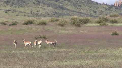 Pronghorn Antelope in Rut Stock-Footage 41773338