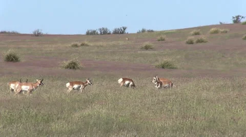 Pronghorn Antelope in Rut Vídeos de archivo 42194422