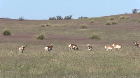 Pronghorn Antelope in Rut Vídeos de archivo 42194960