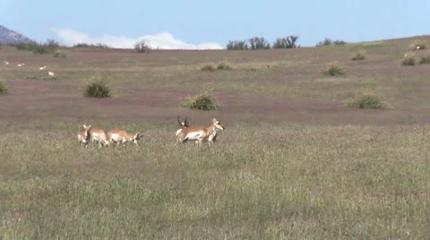Pronghorn Antelope Rutting Vídeos de archivo 41773159