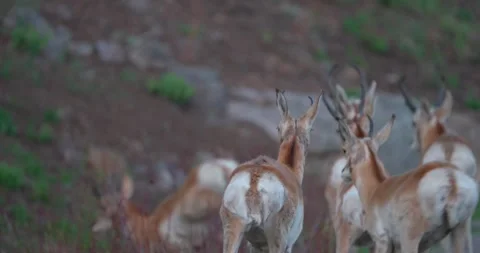 Pronghorn antelope startled and leaping from roadside in North America Stock Footage 341675966